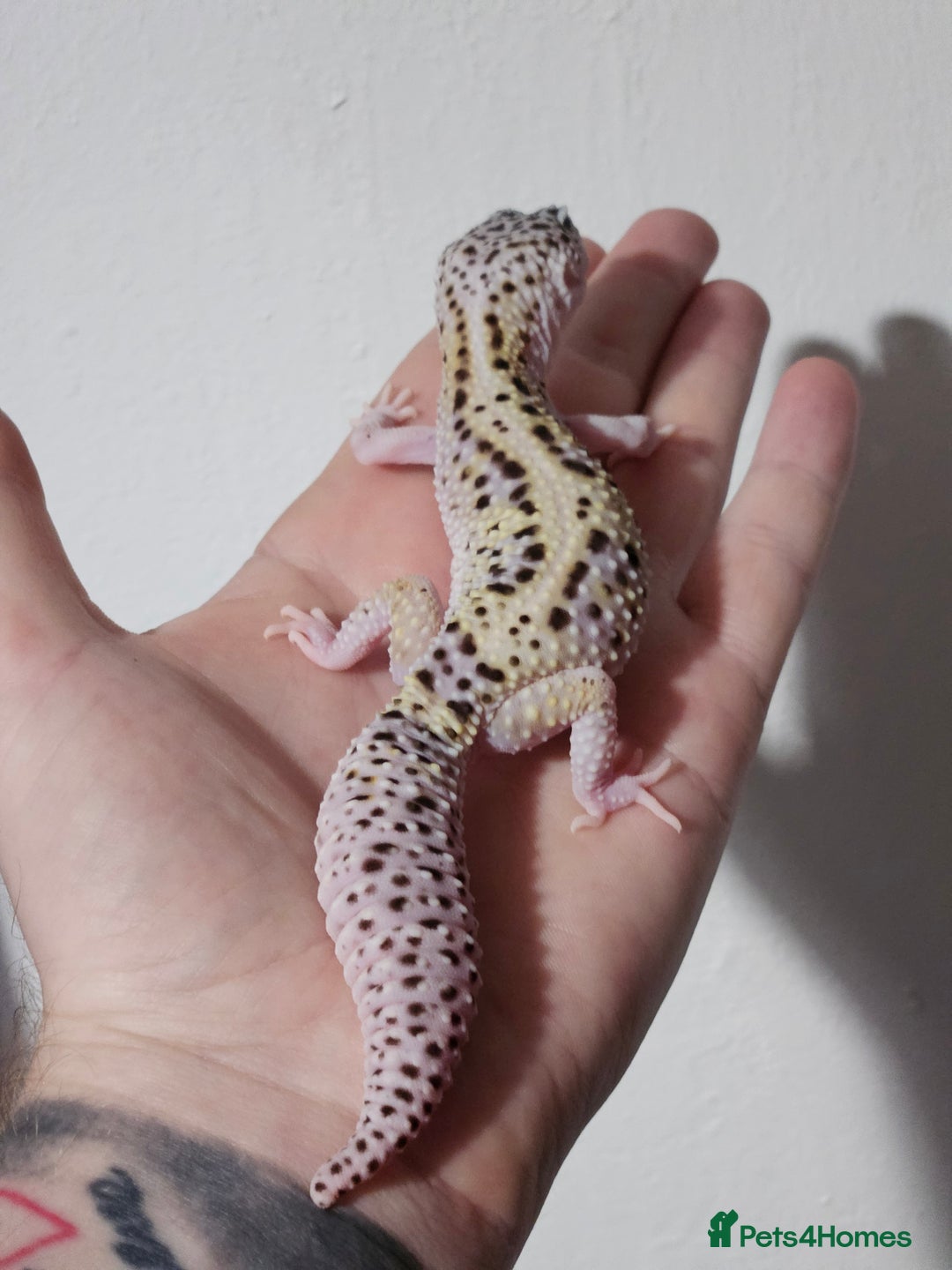 Leopard Gecko reptiles for sale: Last 2 female leopard geckos from 2025 - Advert 6