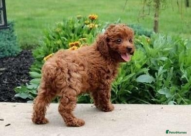 Toy Poodle dogs for sale: HUGO NEEDS A LOVING FOREVER HOME - Advert 13