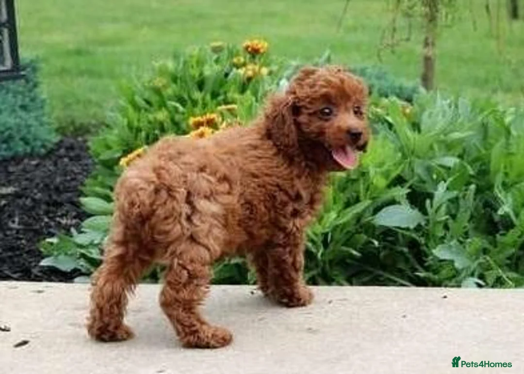 Toy Poodle dogs for sale: HUGO NEEDS A LOVING FOREVER HOME in Leeds - Advert 1