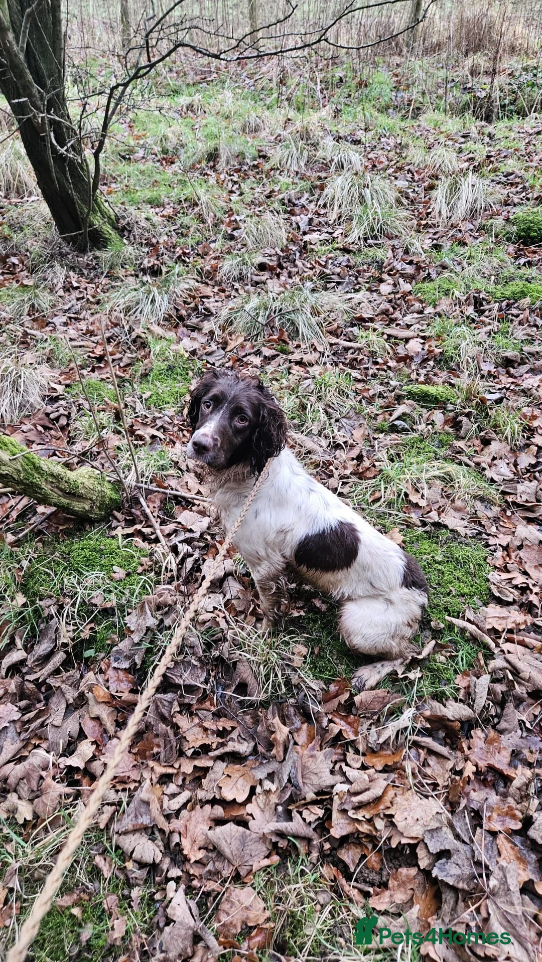 English Springer Spaniel dogs for sale: English Springer Spaniel Pups Working / House pets in Cleator Moor - Advert 2