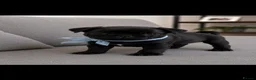 Pug dogs for sale: READY TO GO - WHITE x 3 BLACK x 1 PUG PUPPIES - Advert 15