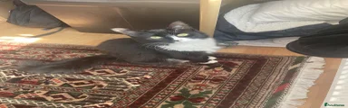 Mika