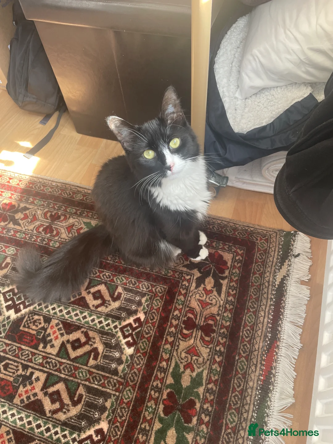 Mixed Breed cats for sale: Fluffy Bonded sisters ready for a loving home ❤️  - Advert 2