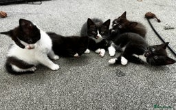 British Shorthair cats for sale: British short hair cross  - Image 2