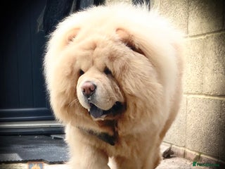 Chow Chow dogs in Cheltenham - Advert 2