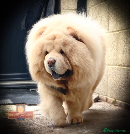 Chow Chow dogs in Cheltenham - Advert 15