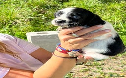 English Setter dogs for adoption: Setter x pups  - Image 22