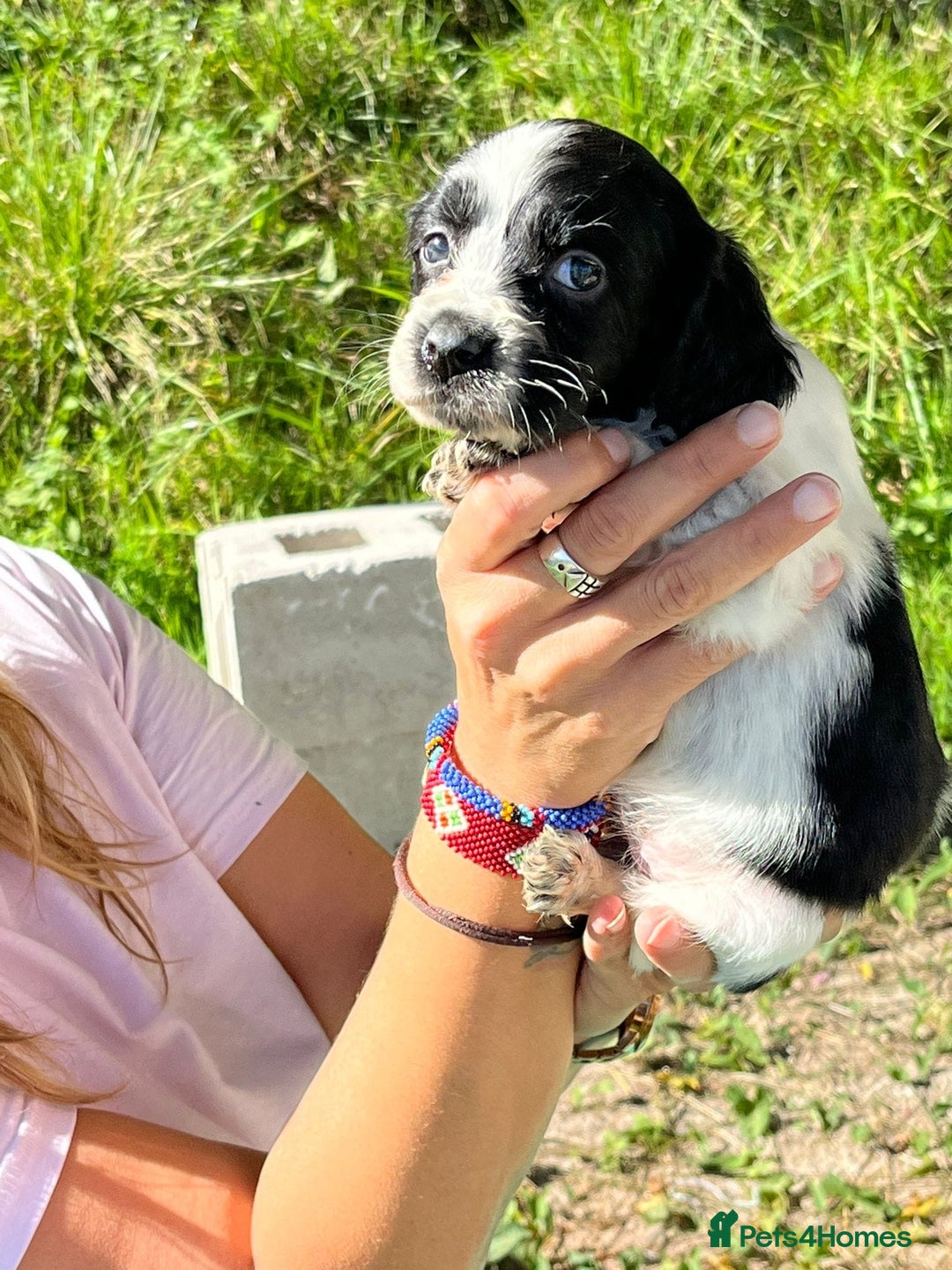 English Setter dogs for adoption: Setter x pups  - Image 22