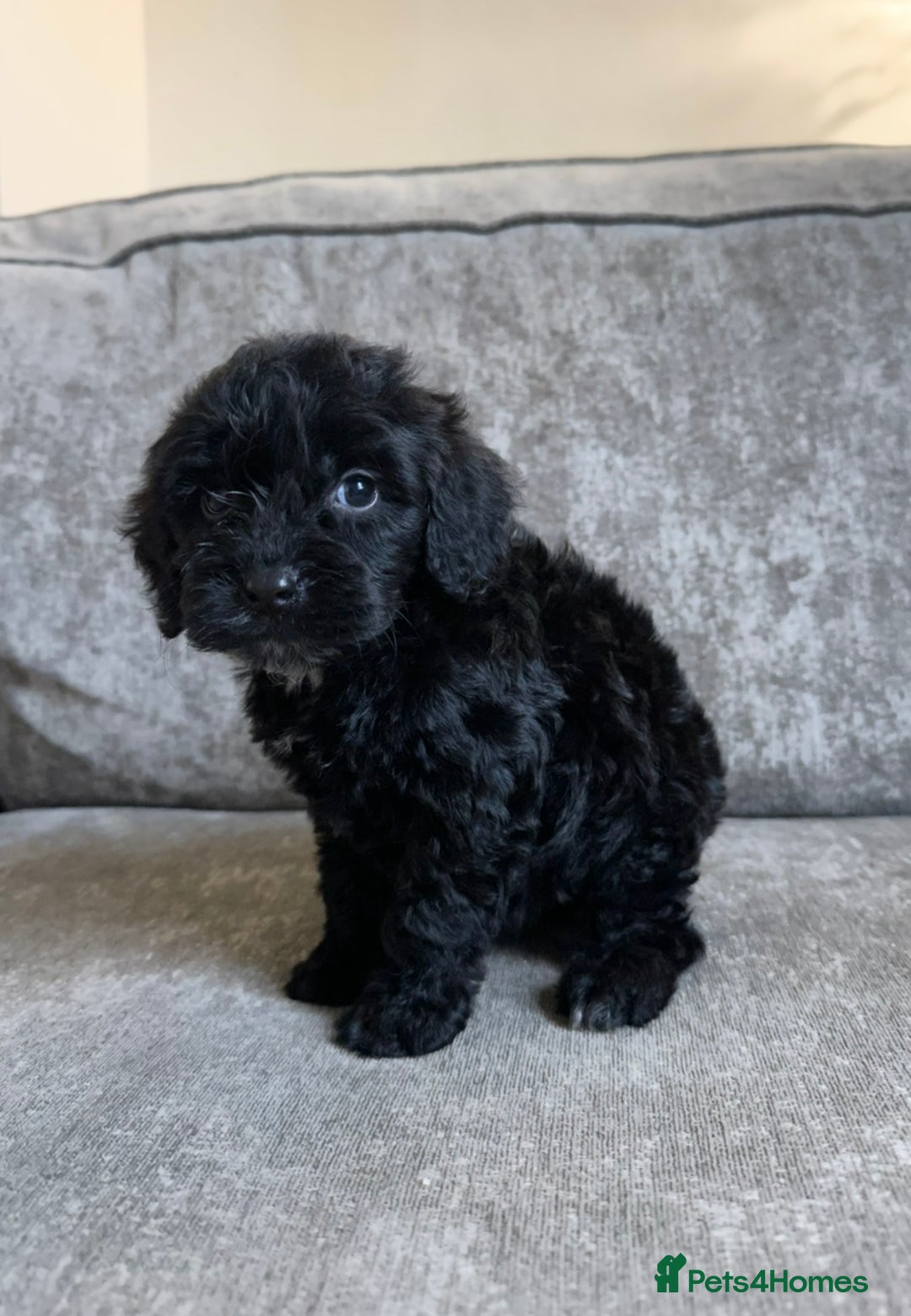 Cockapoo dogs for sale: Cockapoos looking for forever homes - Advert 6