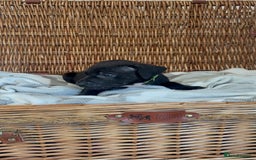 Mixed Breed dogs for sale: Came Corso X Puppies - Image 14