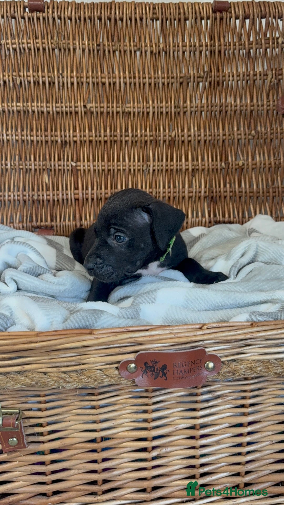 Mixed Breed dogs for sale: Came Corso X Puppies - Image 14