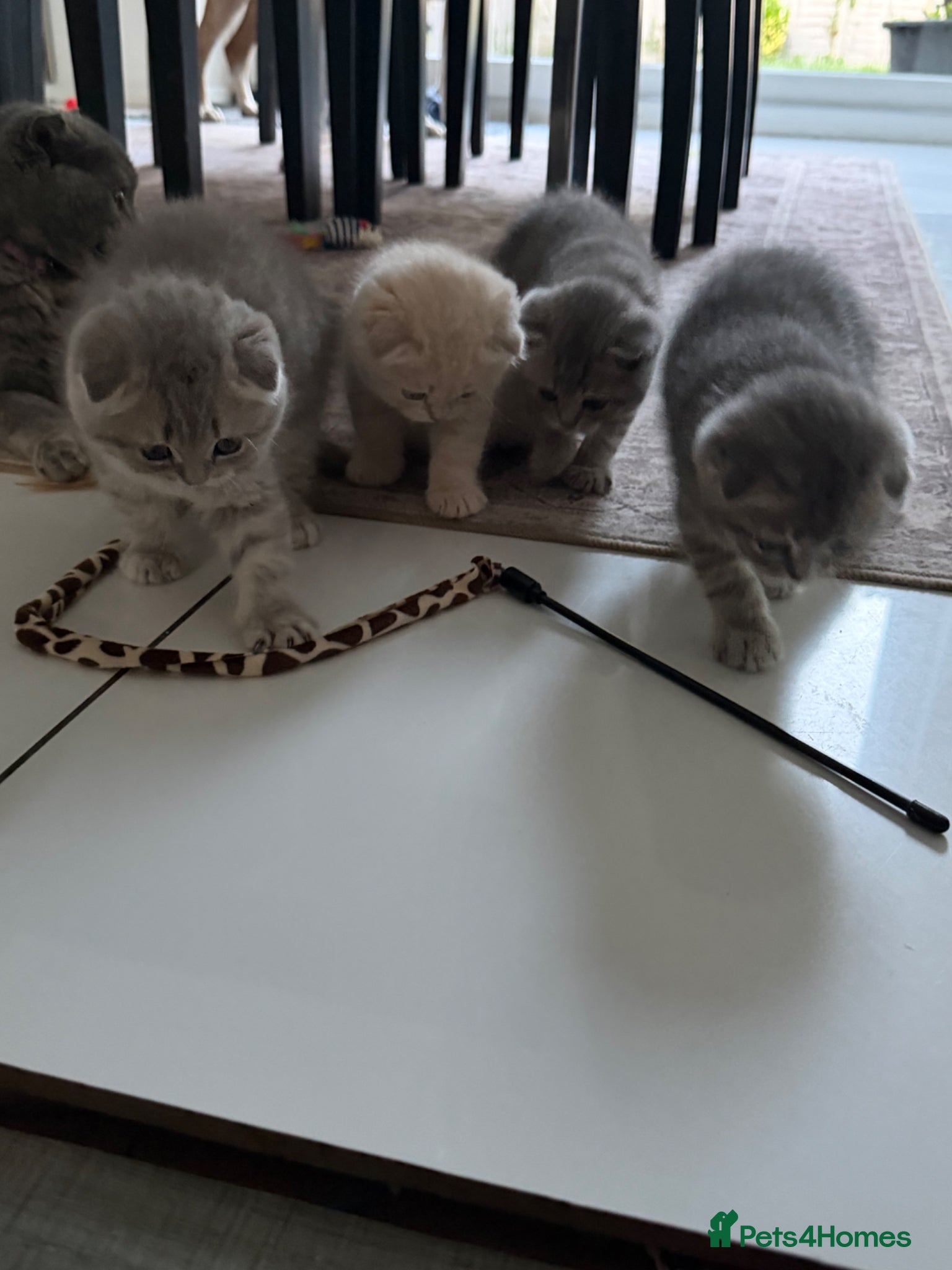 Scottish Fold cats for sale: Beautiful Scottish Fold Kittens Ready From 10/06 in Leatherhead - Advert 17