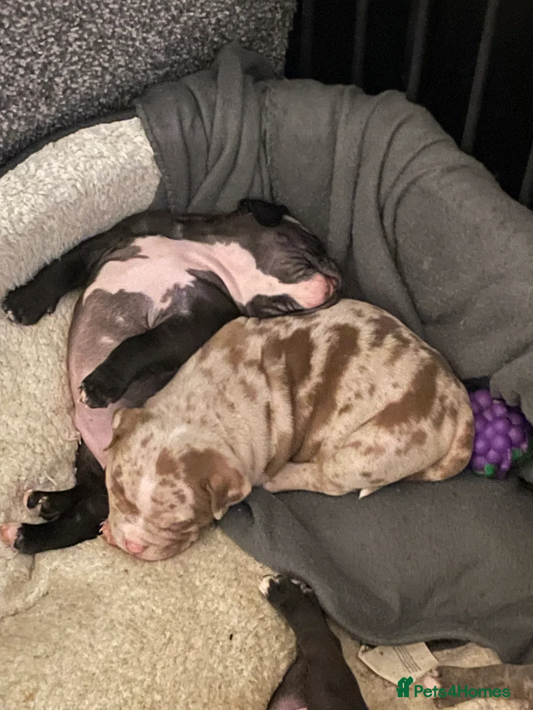 American Bully dogs for sale: American Pocket bully’s puppies  - Advert 5