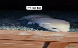Ferret rodents for sale: Gill and hobs kit for sale  - Image 7