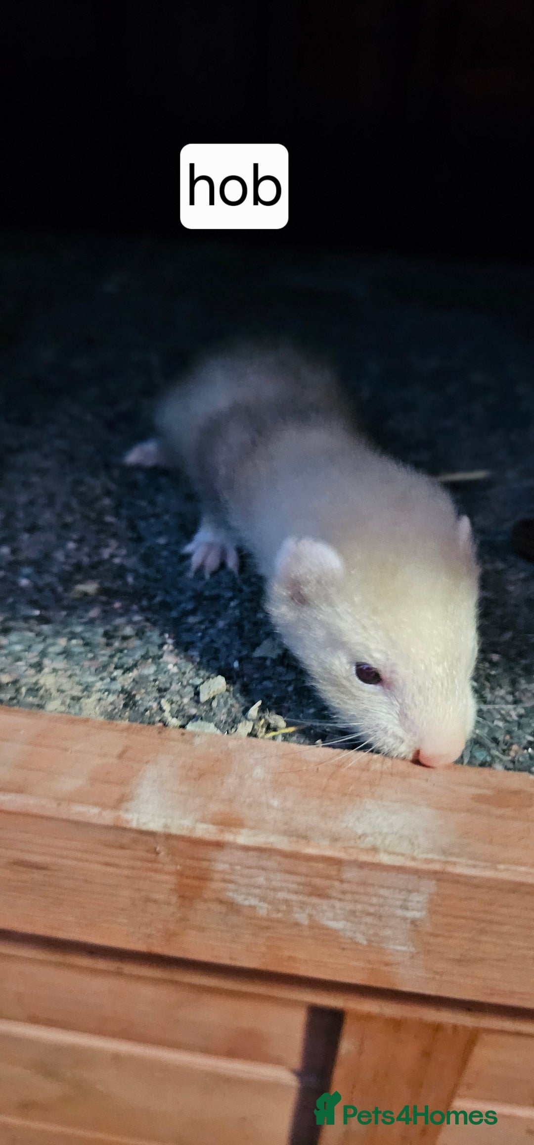 Ferret rodents for sale: Gill and hobs kit for sale  - Image 7