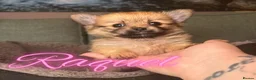 Pomeranian dogs for sale: 6 Gorgeous Pomeranian Puppies Available - 4 left - Advert 5