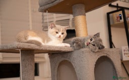 British Shorthair cats for sale: Stunning pastel calico BSH fully vaccinated - Image 9