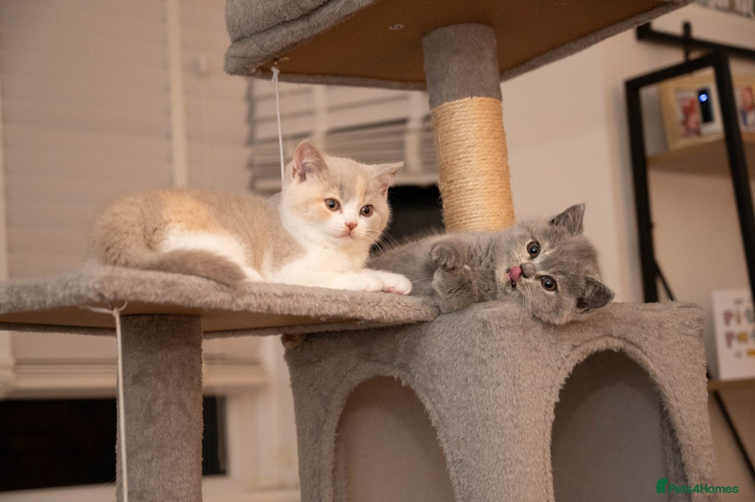 British Shorthair cats for sale: Stunning pastel calico BSH fully vaccinated - Image 9
