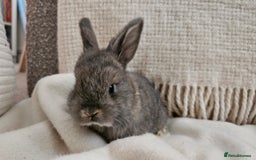Mini Lop rabbits for sale: Adorable Baby Minilops Mixed - Image 19