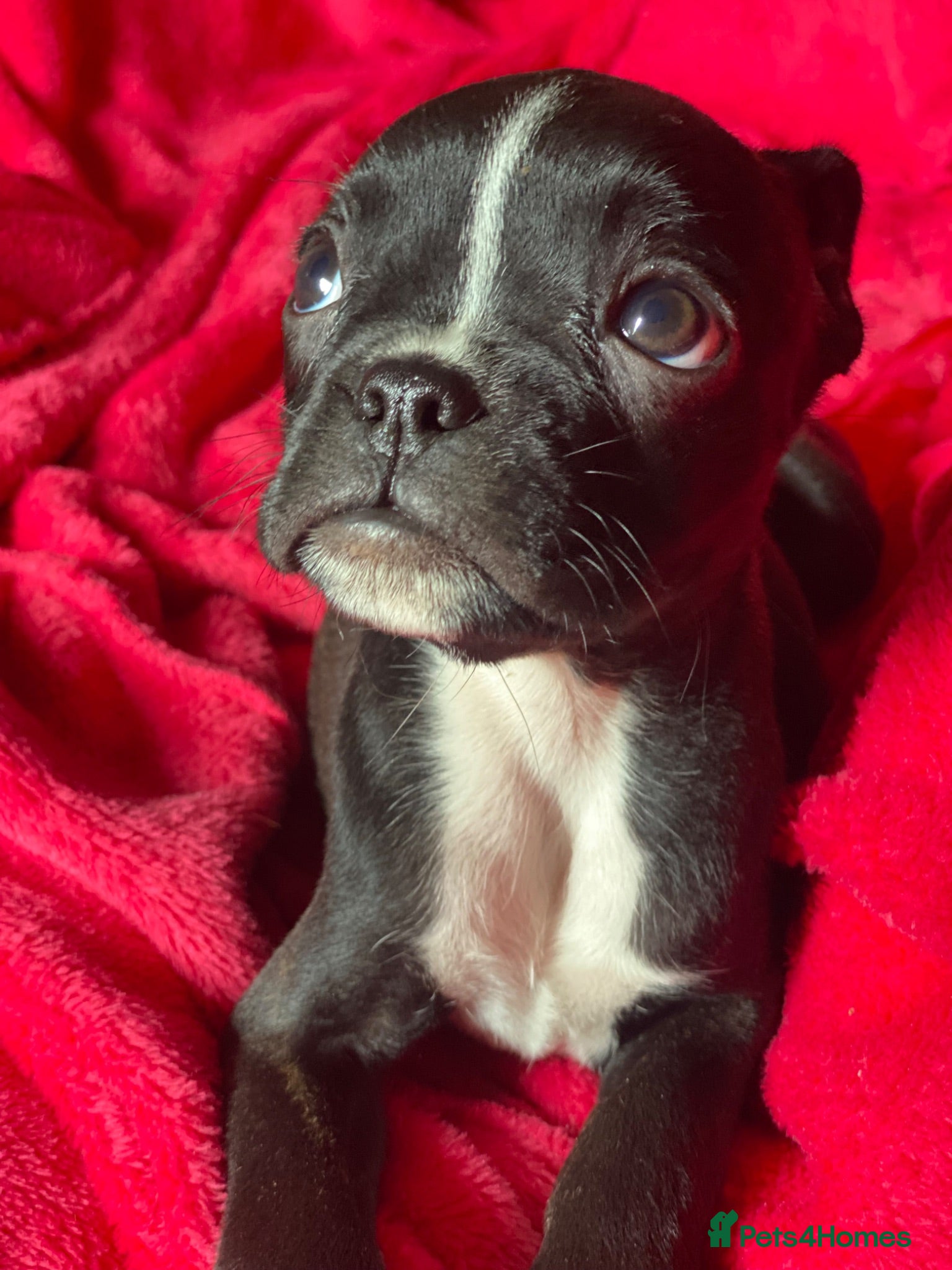 Mixed Breed dogs Boxer x Boston aka Mini boxer 🤩🤩🤩🐾🧬 - Advert 17