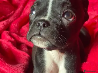 Mixed Breed dogs Boxer x Boston aka Mini boxer 🤩🤩🤩🐾🧬 - Advert 17