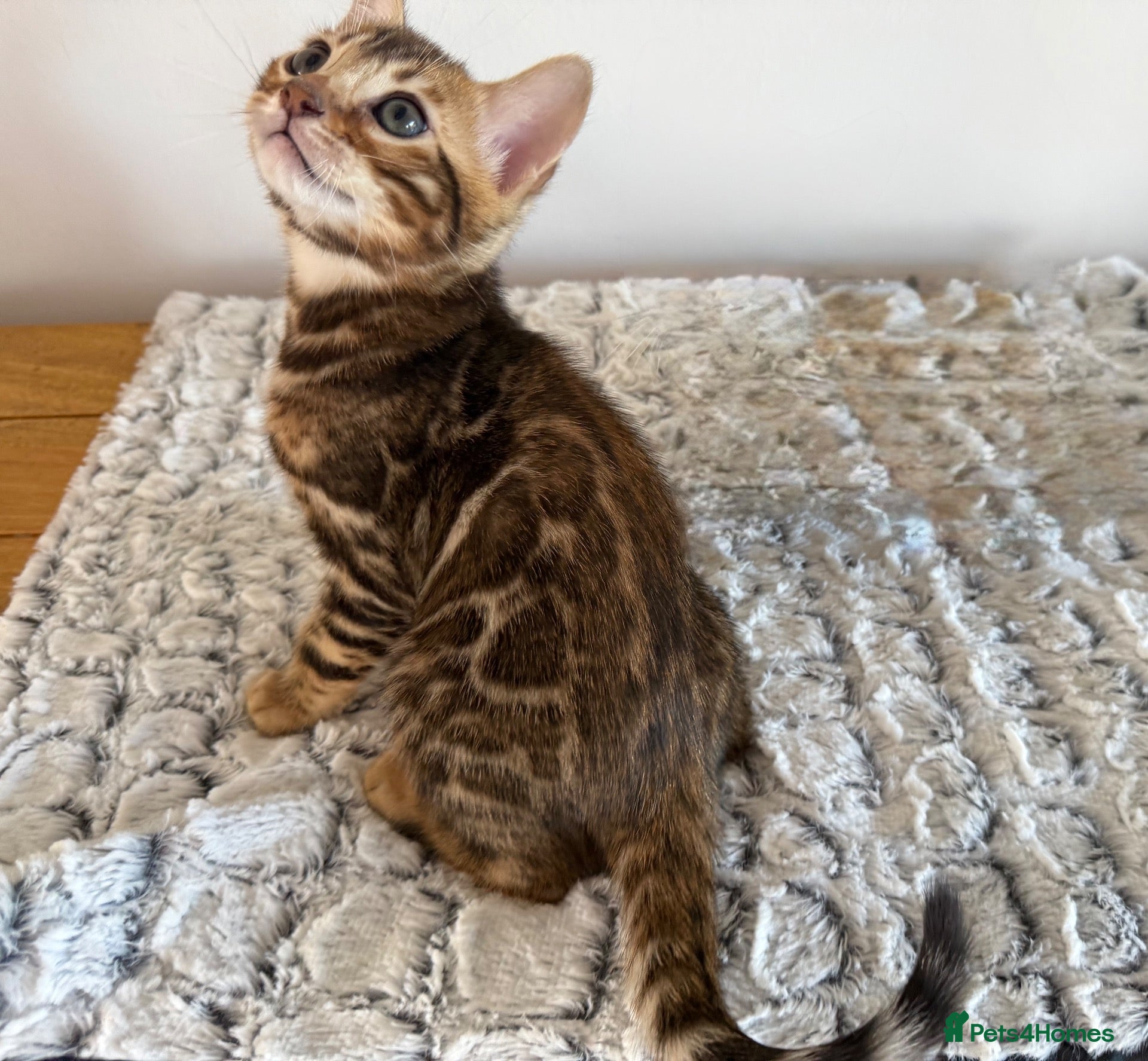 Bengal cats for sale: TICA Active Championship Bengal Kittens - Advert 1