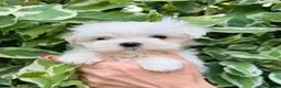 Maltese dogs for sale: Beautiful Mini Maltese Puppy - Korean Bloodlines - Advert 12