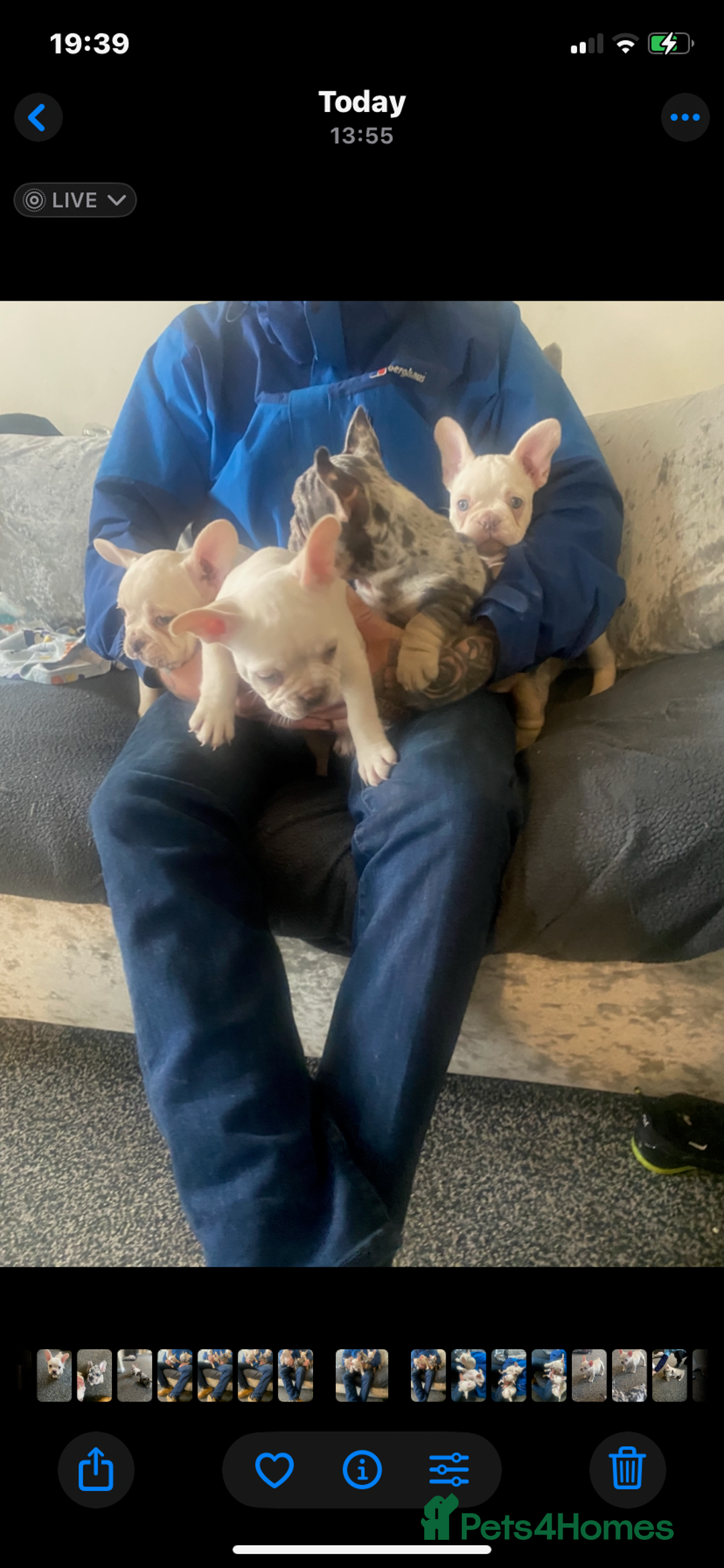 French Bulldog dogs for sale: French bulldog  - Image 5