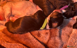 Mixed Breed dogs for sale: Border doodle - Image 7