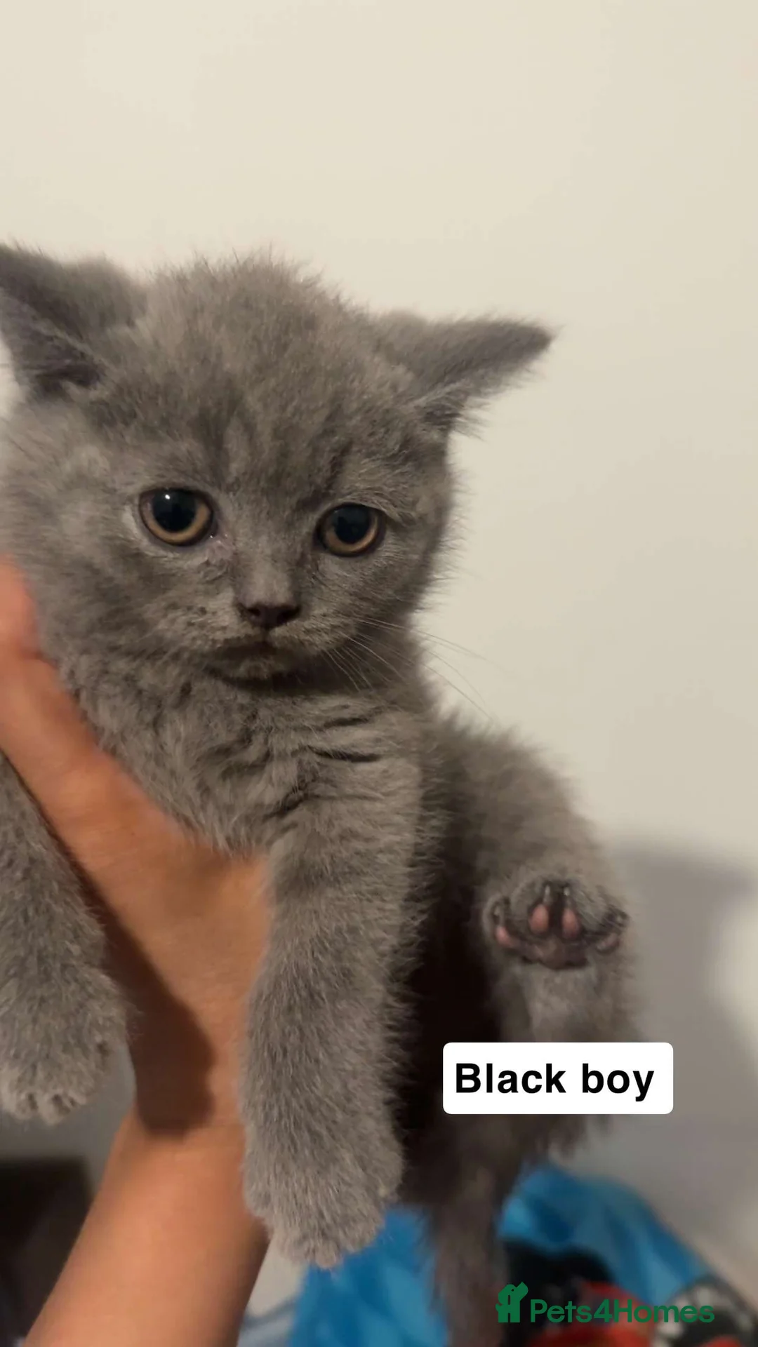 British Shorthair cats for sale: Pure breed bsh kittens ready to leave now  - Advert 8