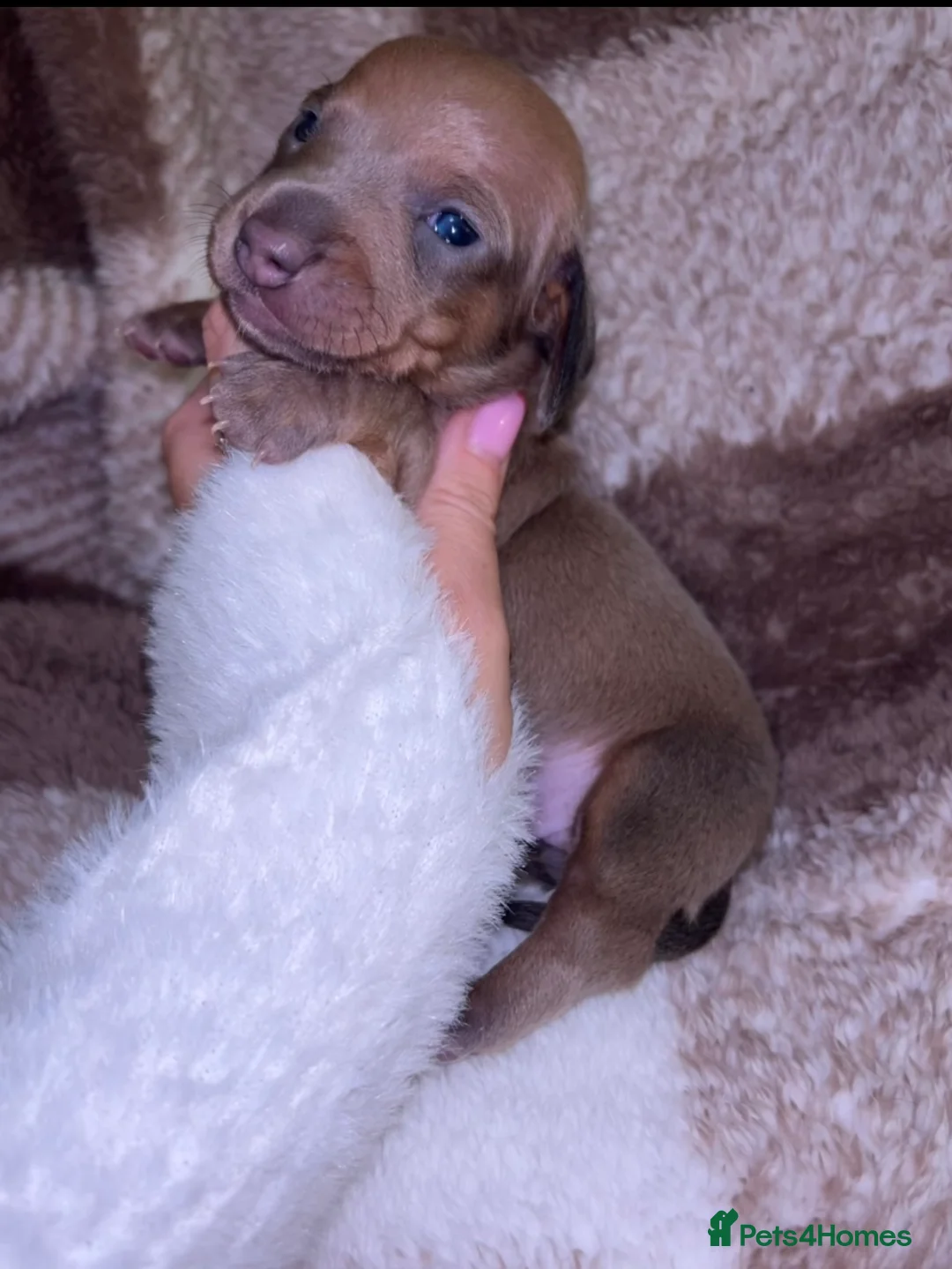 Miniature Dachshund dogs for sale: Tiny Kaninchen dachshunds  - Advert 15