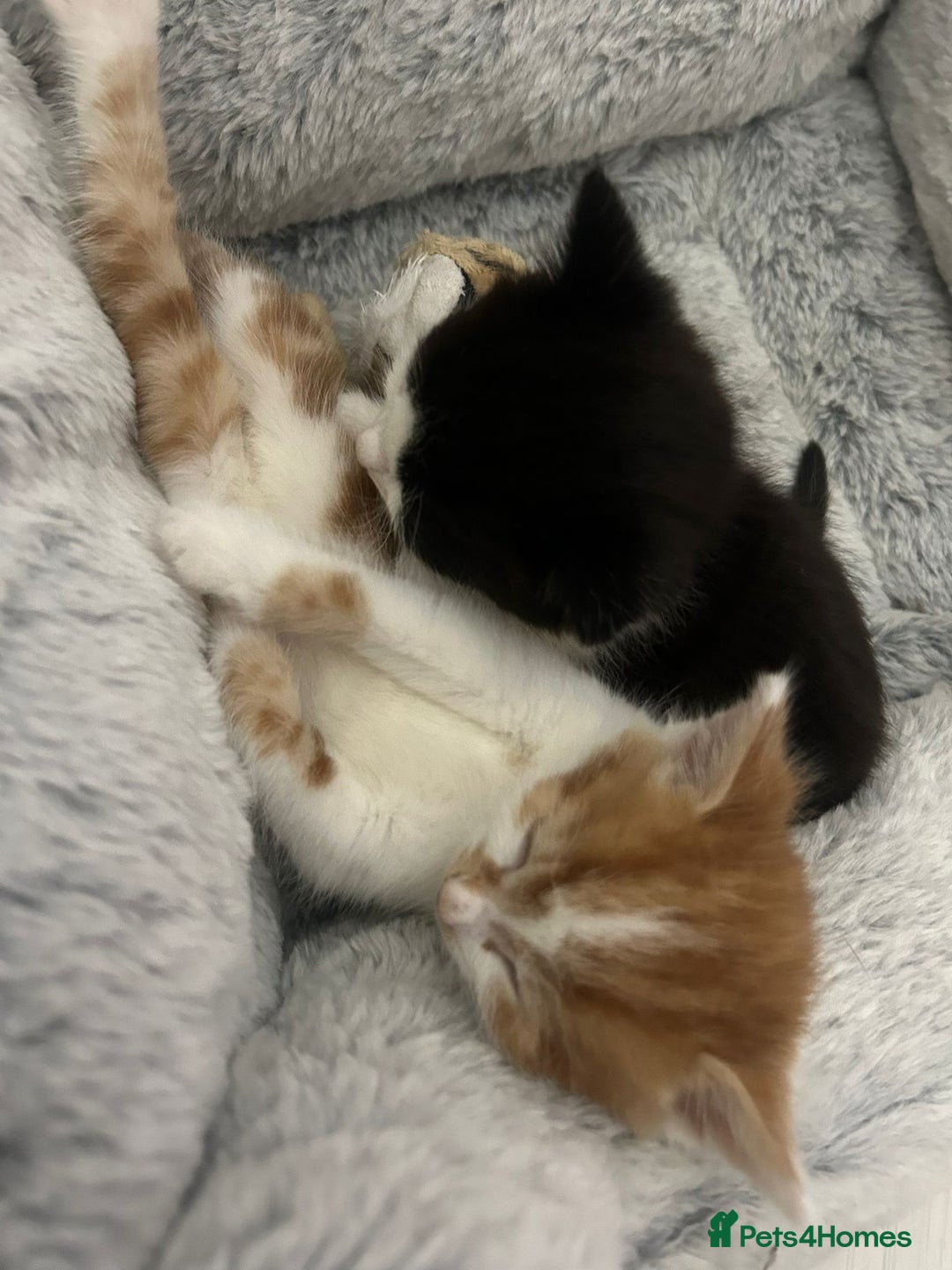 Mixed Breed birds for sale: Adorable kittens looking for forever home  - Image 8