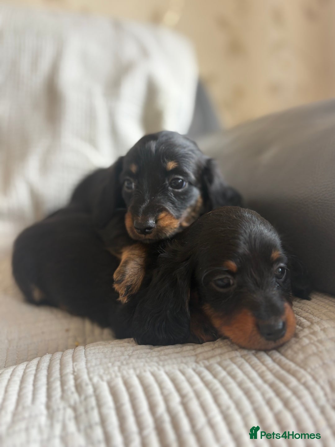 Dachshund dogs for sale: Dachshund  - Image 6
