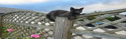 Russian Blue cats for sale: Gorgeous healthy loving kittens - Advert 16