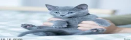 Russian Blue cats for sale: Adorable Russian Blue Kittens. - Advert 33