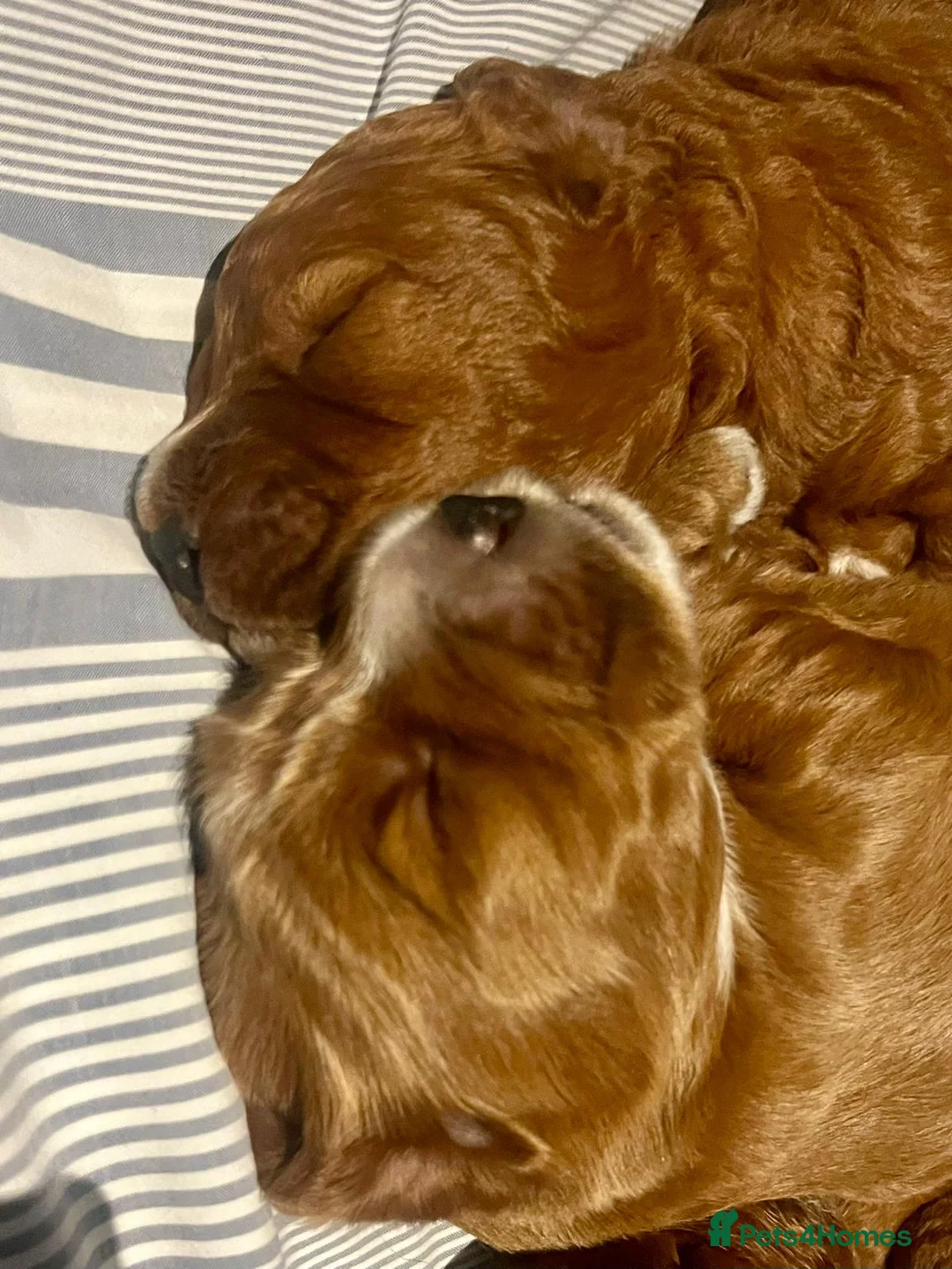 Cockapoo dogs for stud: 100% Proven F1 Fox Red Cockapoo, Stud only in Kirkcaldy - Advert 29