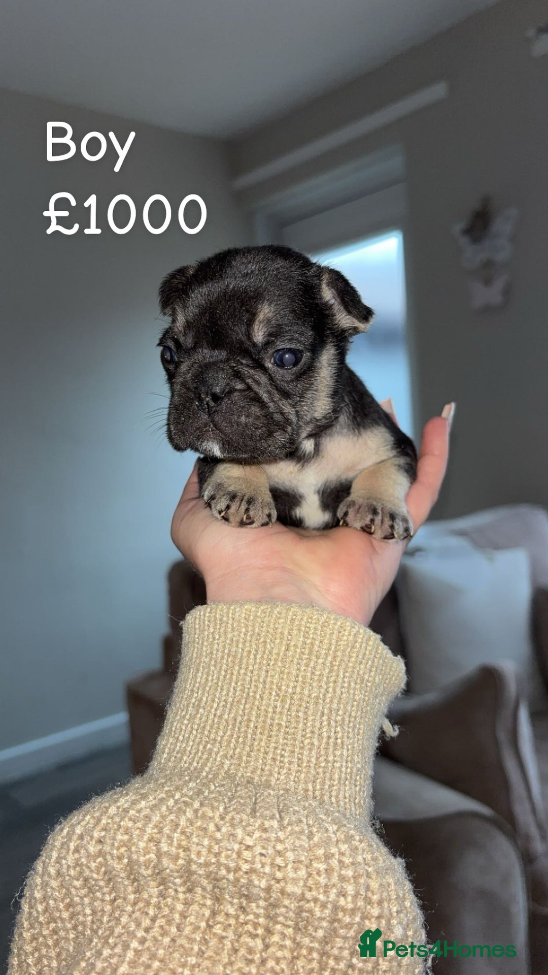 French Bulldog dogs for sale: French bulldog puppy  - Advert 4