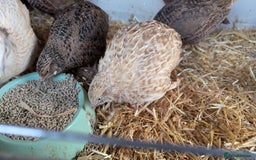 Quail poultry for sale: Female quails looking for a home  - Advert 2