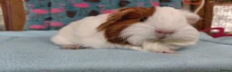 Guinea Pig rodents for sale: Baby Longhaired/Teddy Boars/Brothers RTR - Advert 8