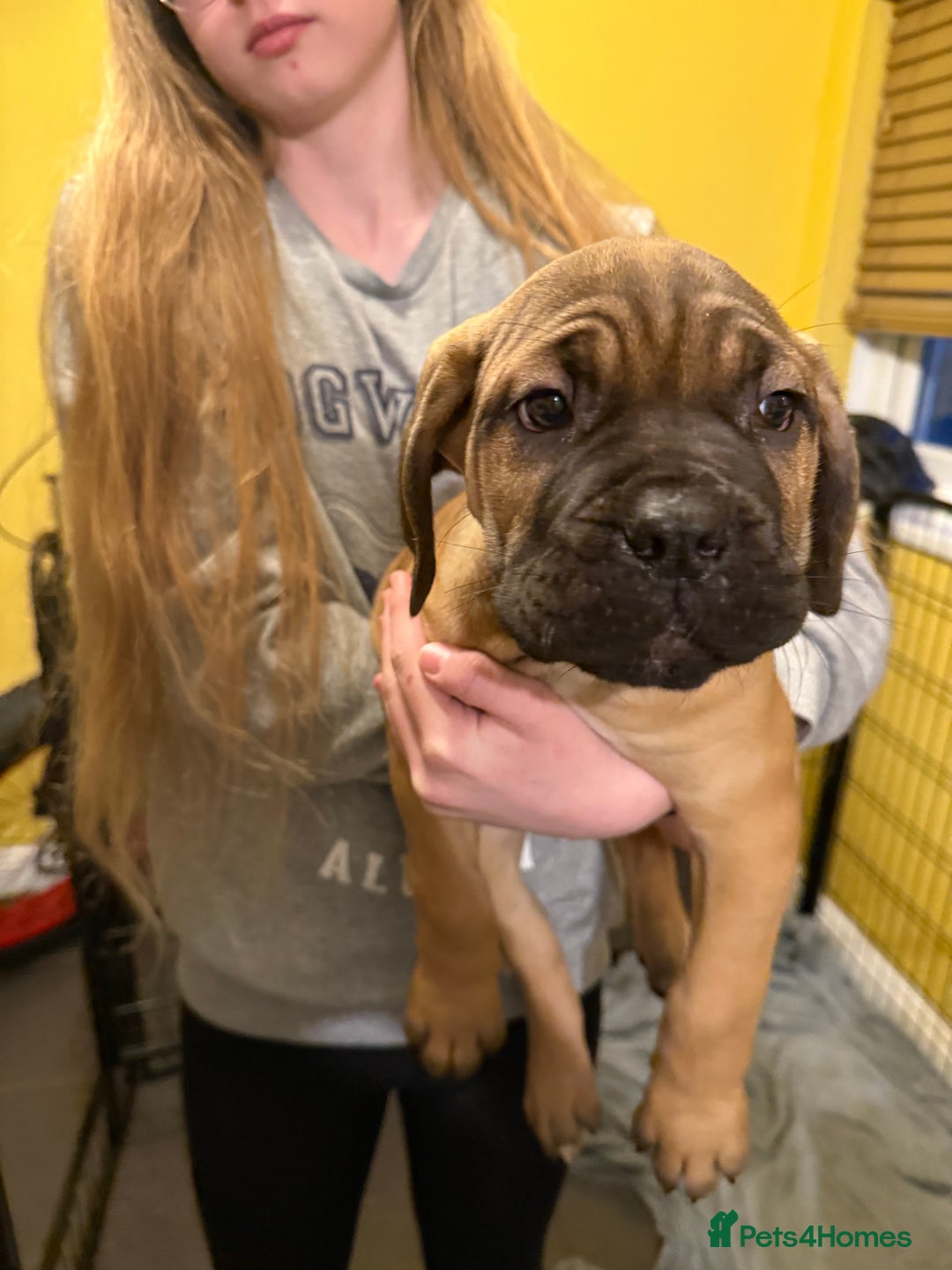 Cane Corso dogs for sale: Cane Corso puppies - Advert 4