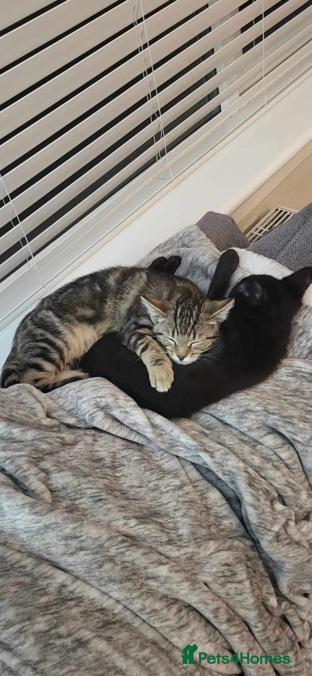 Mixed Breed cats for sale: Brother and sister - Advert 1