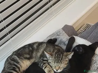 Mixed Breed cats Brother and sister - Advert 1