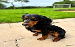 Cocker Spaniel dogs for stud: KC registered Champion bred working cocker  in Middlewich - Image 2