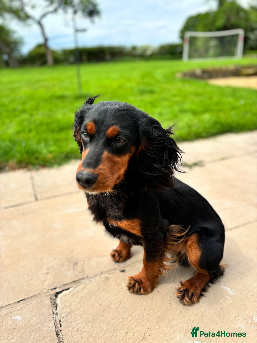 Cocker Spaniel dogs for stud: KC registered Champion bred working cocker  in Middlewich - Image 2