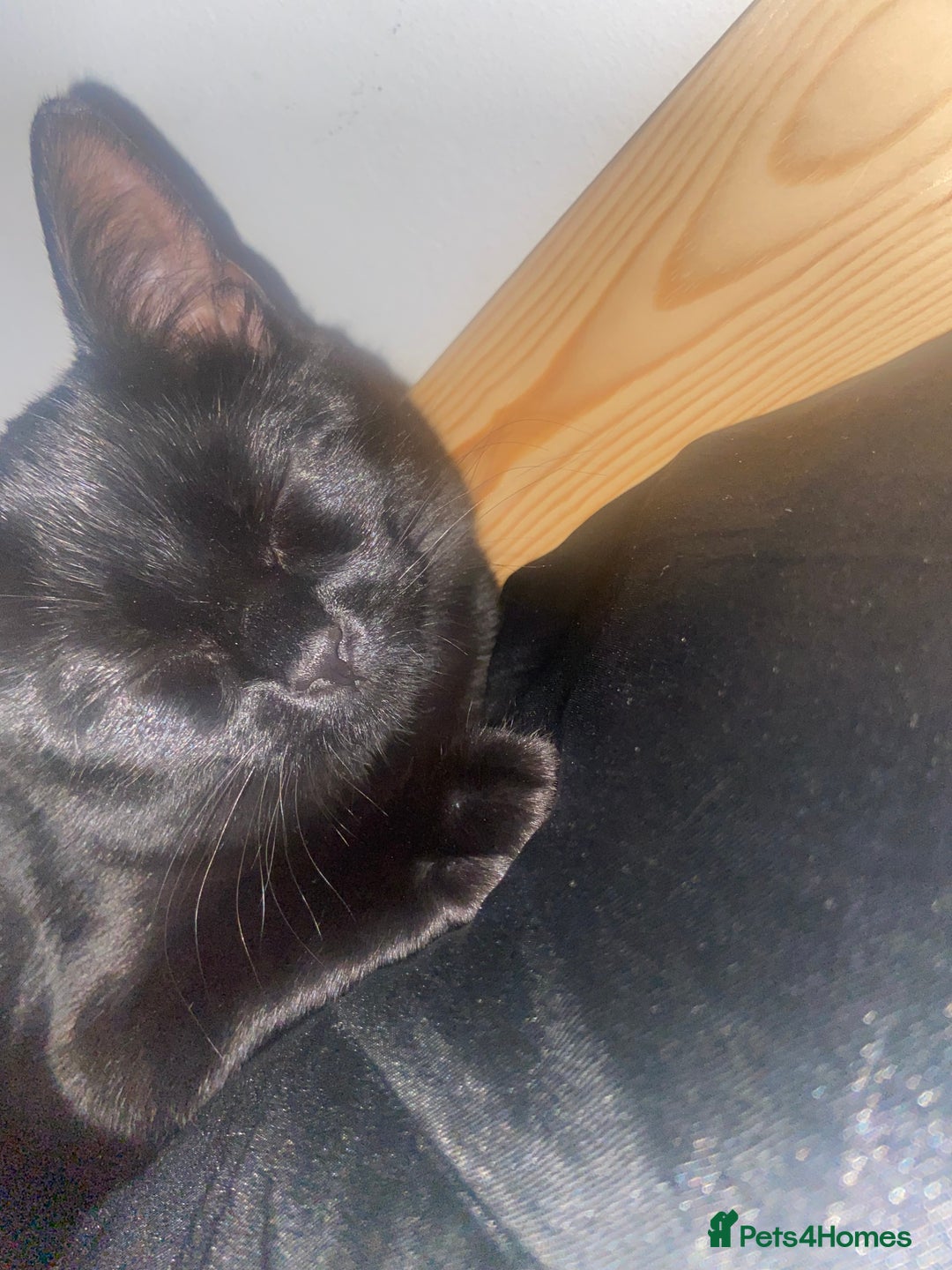 British Shorthair cats for sale: Black kitten looking for forever home.  - Advert 1