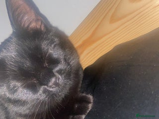 British Shorthair cats Black kitten looking for forever home. - Advert 1