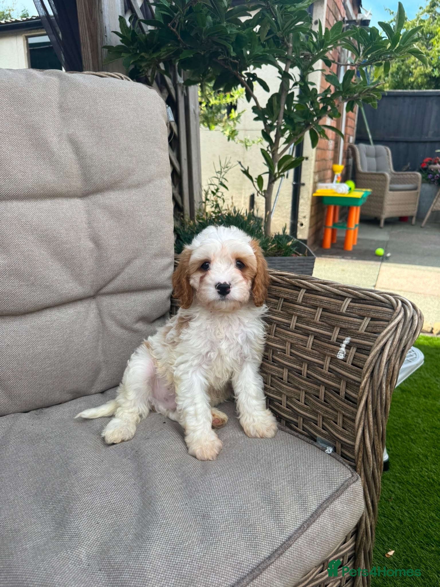 Cavapoo dogs Ready to leave ! Beautiful Cavapoo Puppies - Advert 14