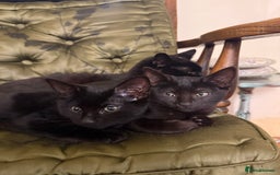 Mixed Breed cats for sale: Gorgeous black kittens - Image 6
