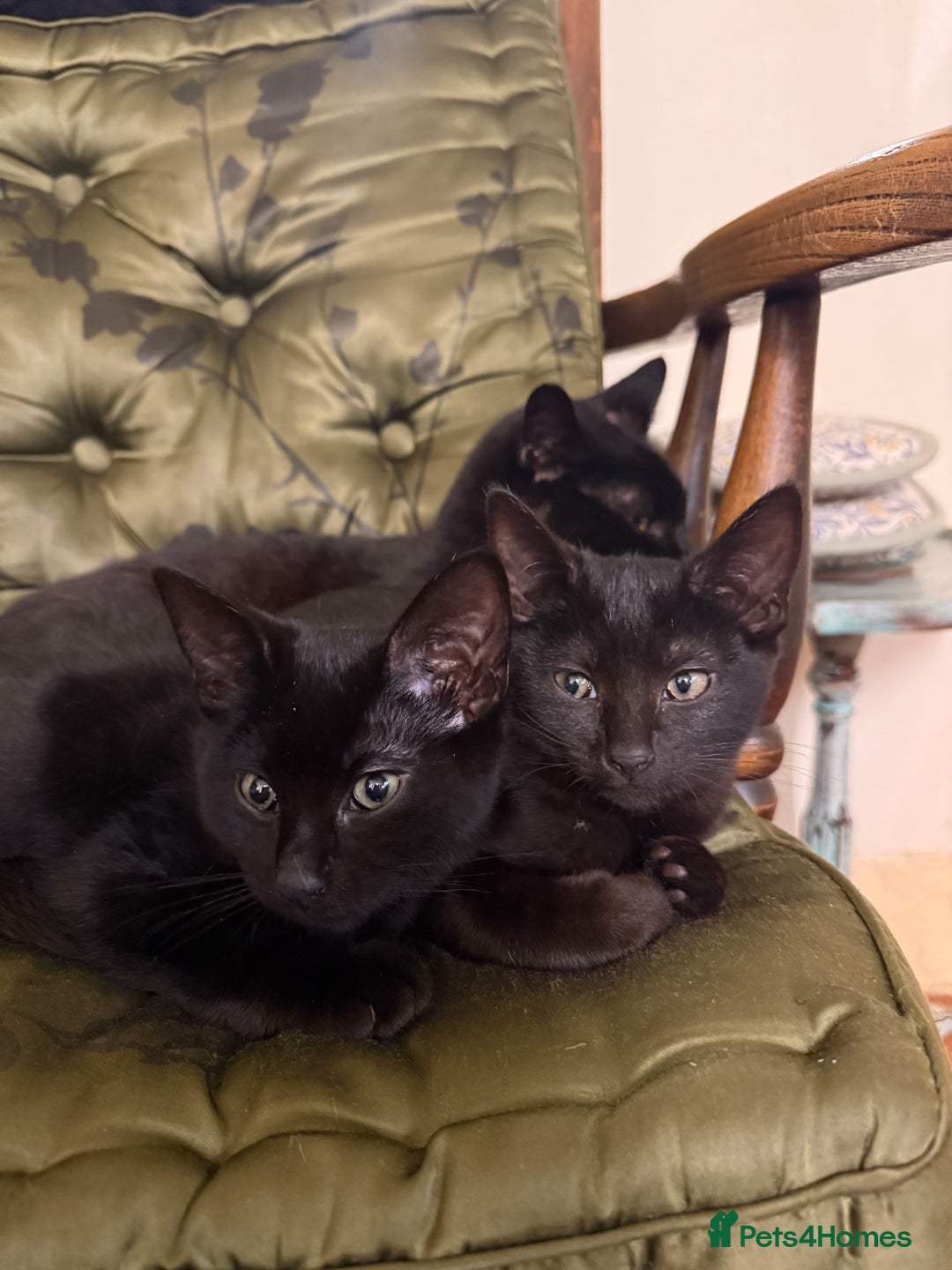 Mixed Breed cats for sale: Gorgeous black kittens - Image 6
