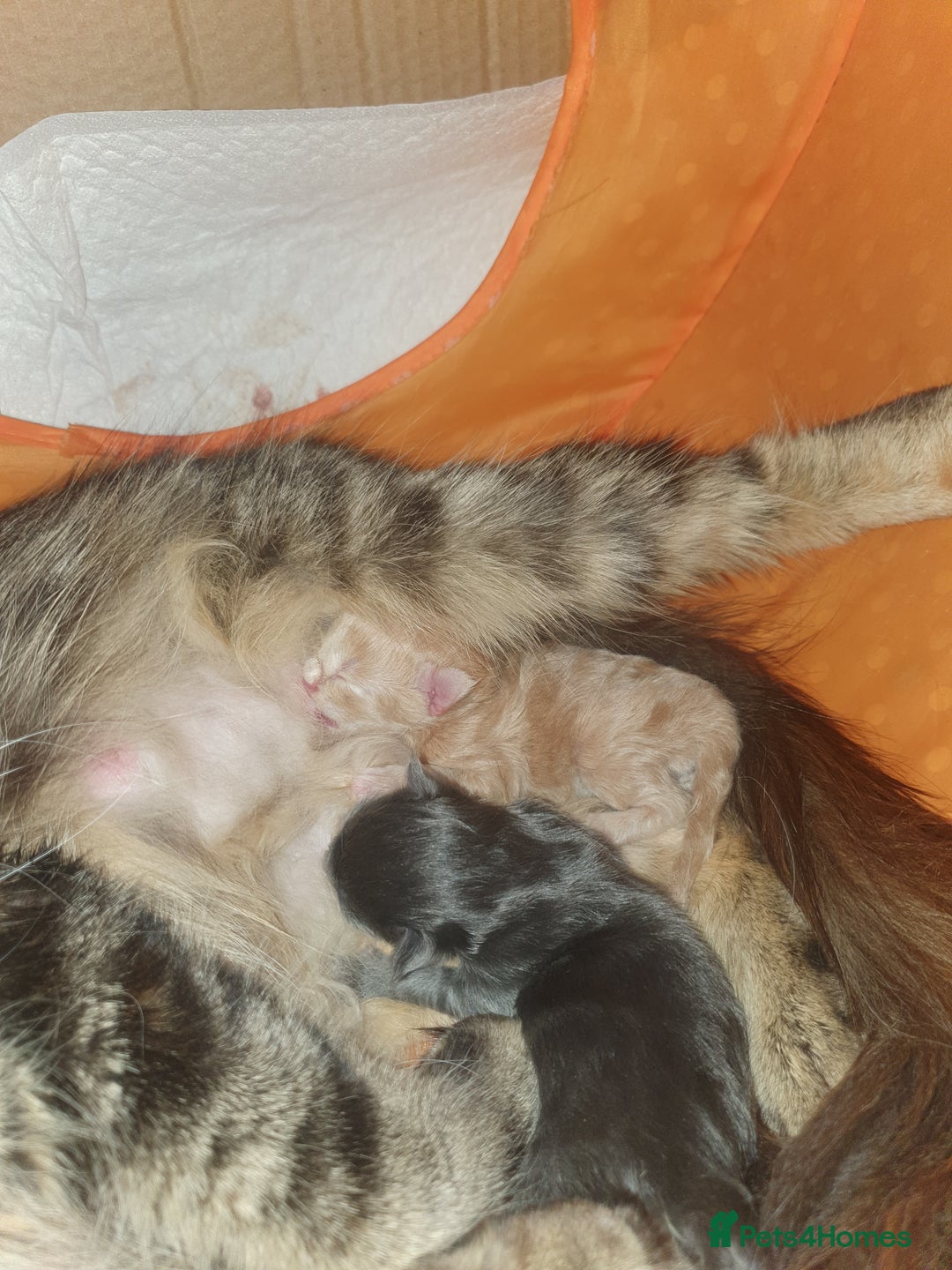 Maine Coon cats for sale: Blue manie coon - Image 8